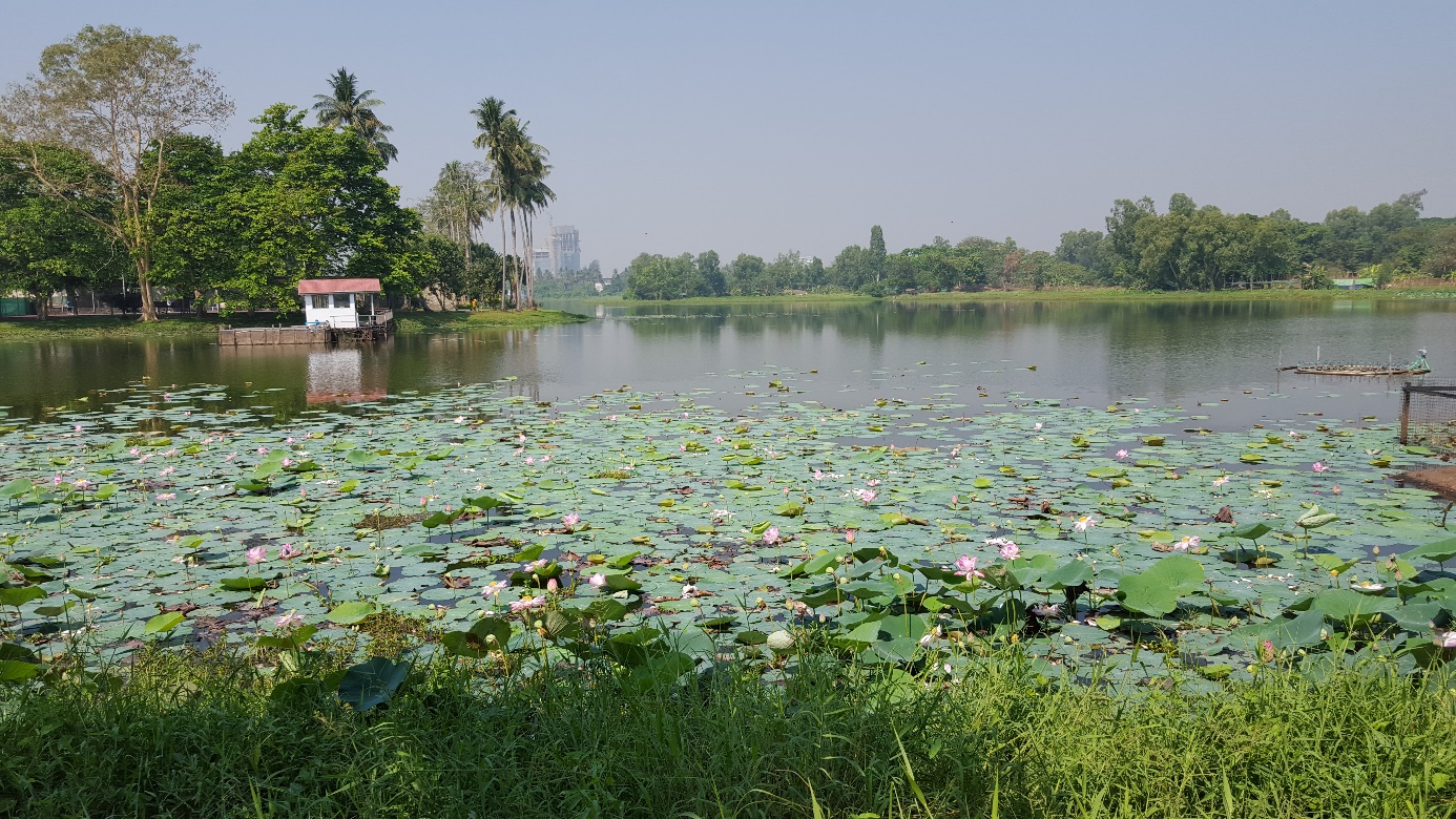 A lot of lotus flowers in front of the garden in full bloom 