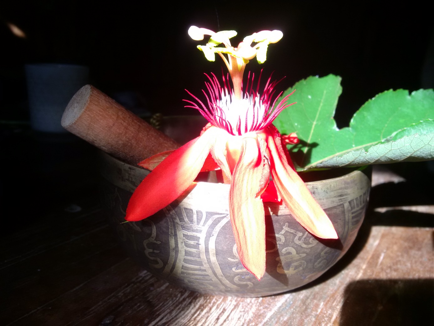 a traditional singing bowl from the buddhist tradition in Tibet, ready for SEEDS 