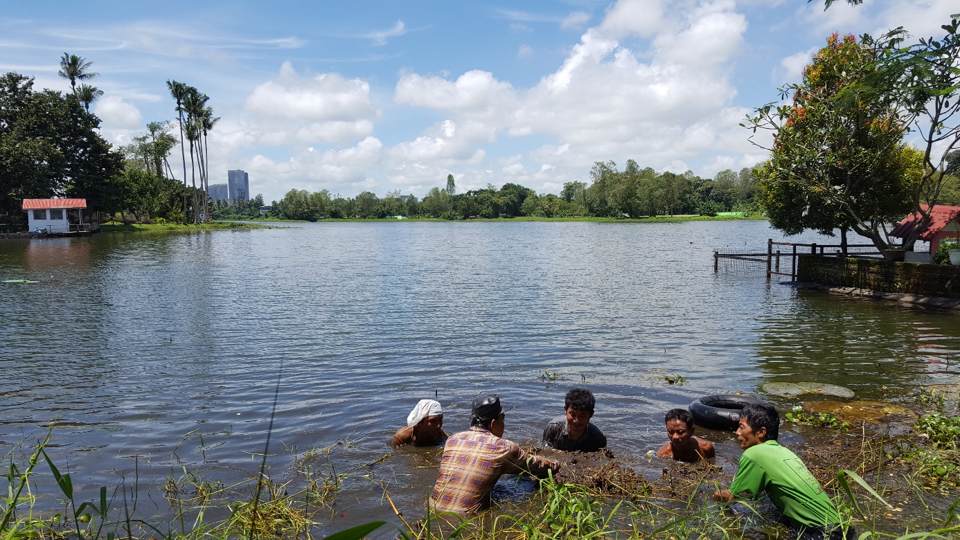 Workers taking out the sea grass to free the view on the lake 